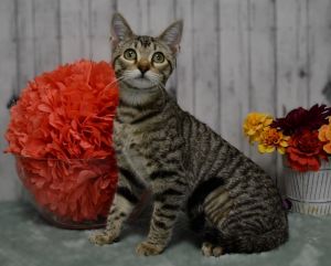 Wanda, Young Female Domestic Short Hair
