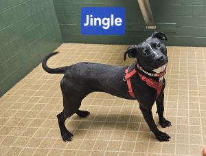 Jingle, Young Female unknown