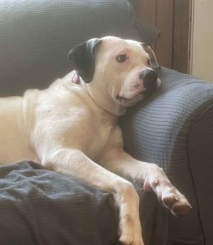 Lily, Adult Female unknown