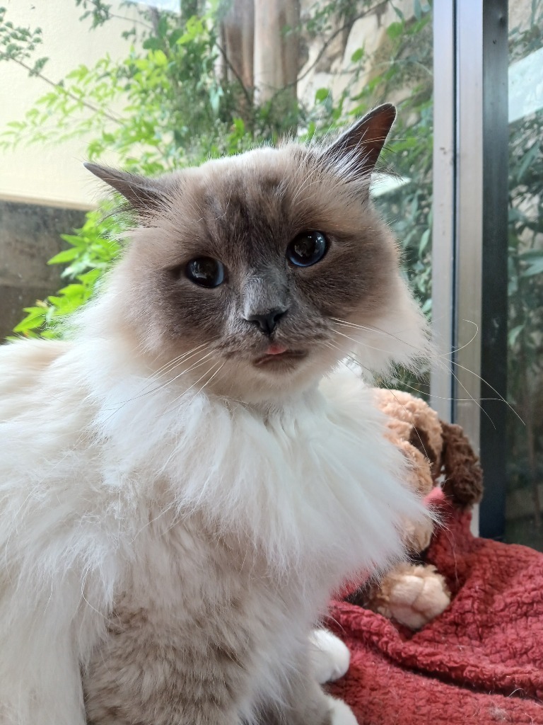 Betty White, an adoptable Birman in Fort Worth, TX, 76133 | Photo Image 1