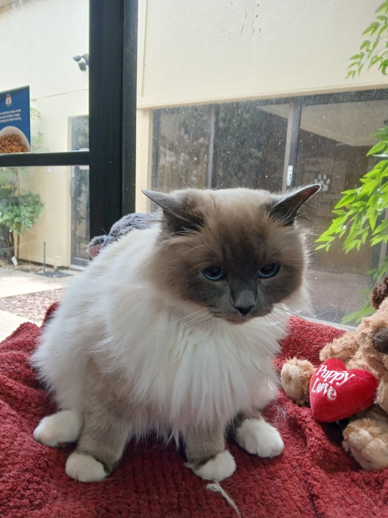 Betty White, an adoptable Birman in Fort Worth, TX, 76133 | Photo Image 2