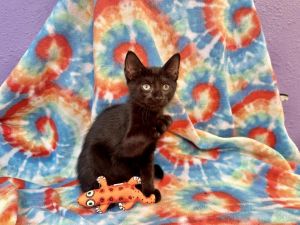 Zeke, Baby Male Domestic Short Hair