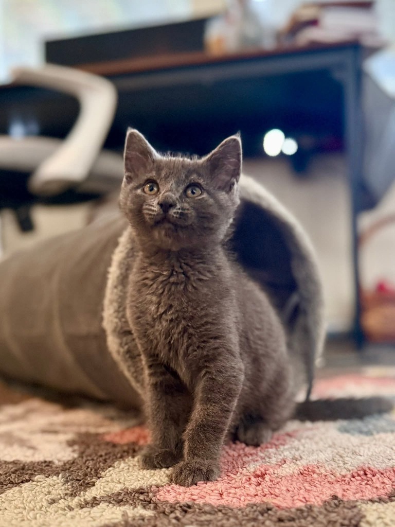 Tom
