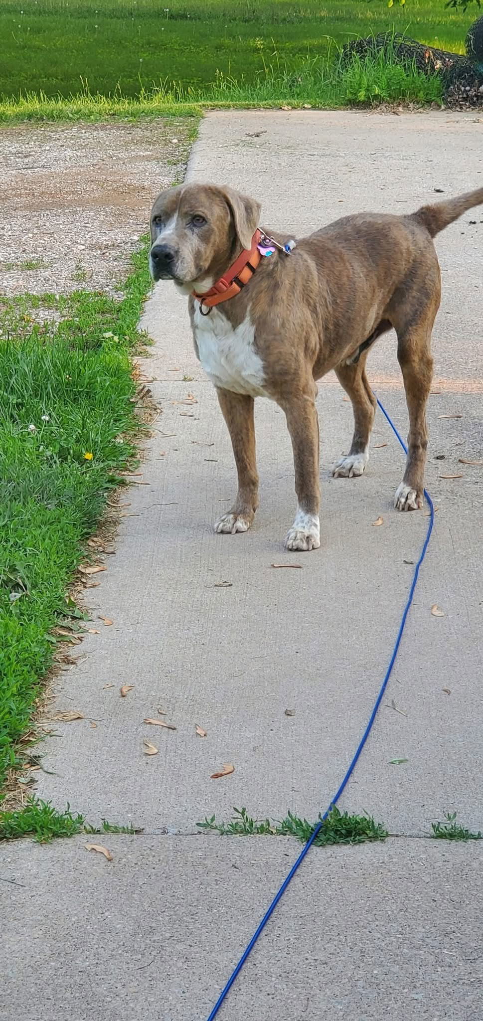 Bowser