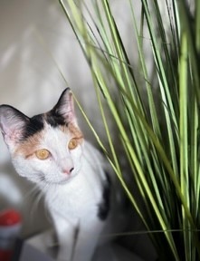 Amber Domestic Short Hair Cat