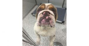 Georgie (SC) American Bulldog Dog