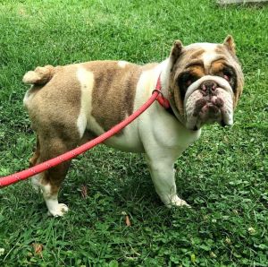 You can fill out an adoption application online on our official websiteGeorgie SC is a male Bulld