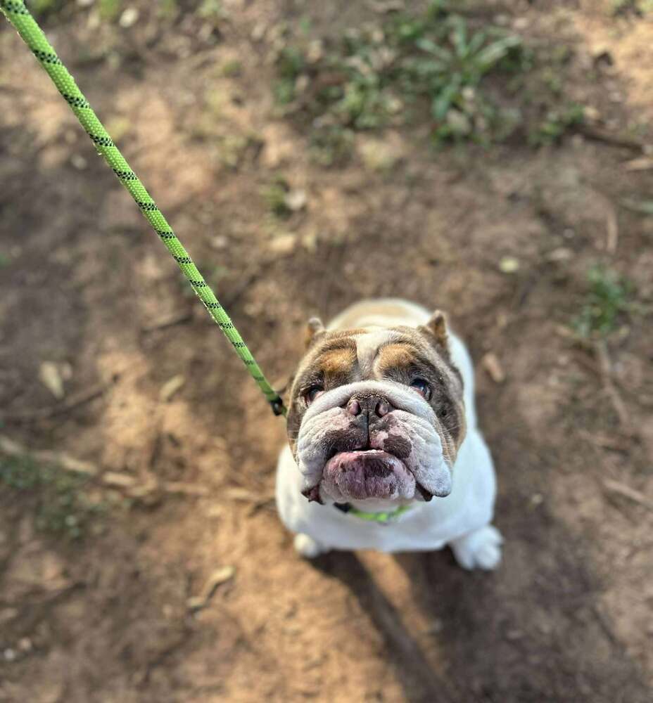Georgie (SC)