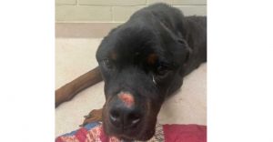 You can fill out an adoption application online on our official websiteTheodore GA aka Theo is a 