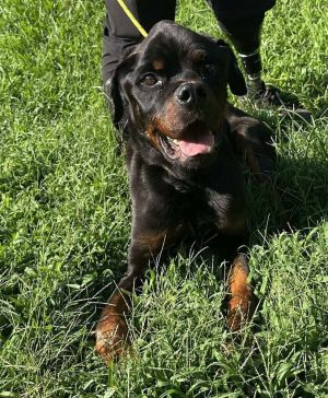 You can fill out an adoption application online on our official websiteTheo GA aka Theodore is a 