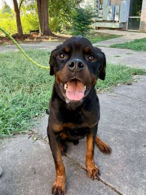 Theo (GA) Rottweiler Dog