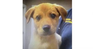 Molly (GA) Labrador Retriever Dog