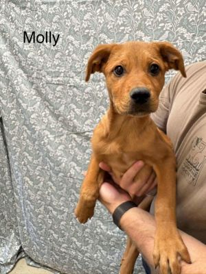 Molly (GA) Labrador Retriever Dog