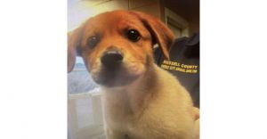 Nala (GA) Labrador Retriever Dog