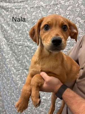 Nala (GA) Labrador Retriever Dog