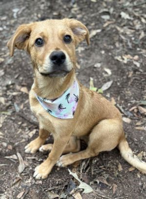 You can fill out an adoption application online on our official websiteNala GA is a female labrad