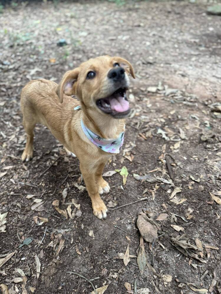 Nala (GA)