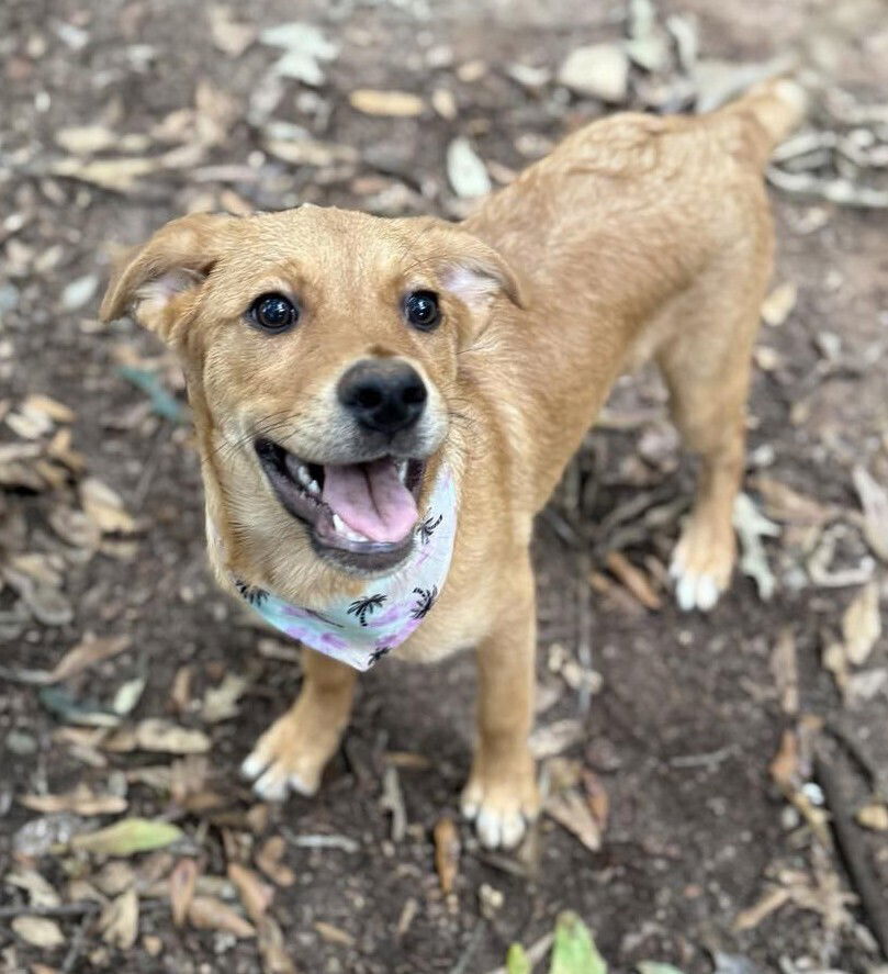 Nala (GA)