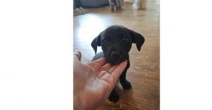 Briar (GA) Labrador Retriever Dog