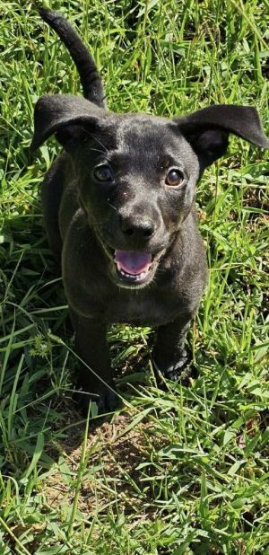Briar (GA) Labrador Retriever Dog