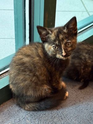 Katie, Baby Female Domestic Short Hair