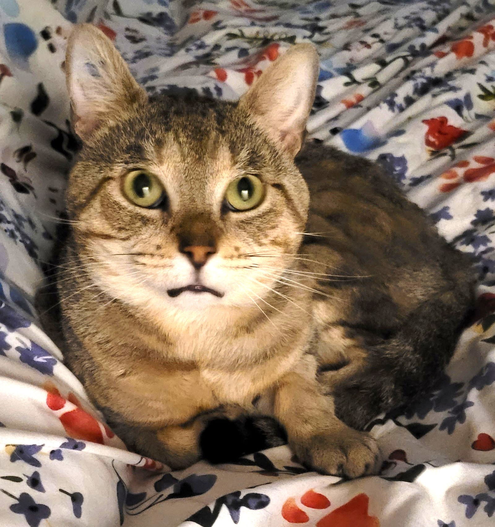 Miles (FIV+)
