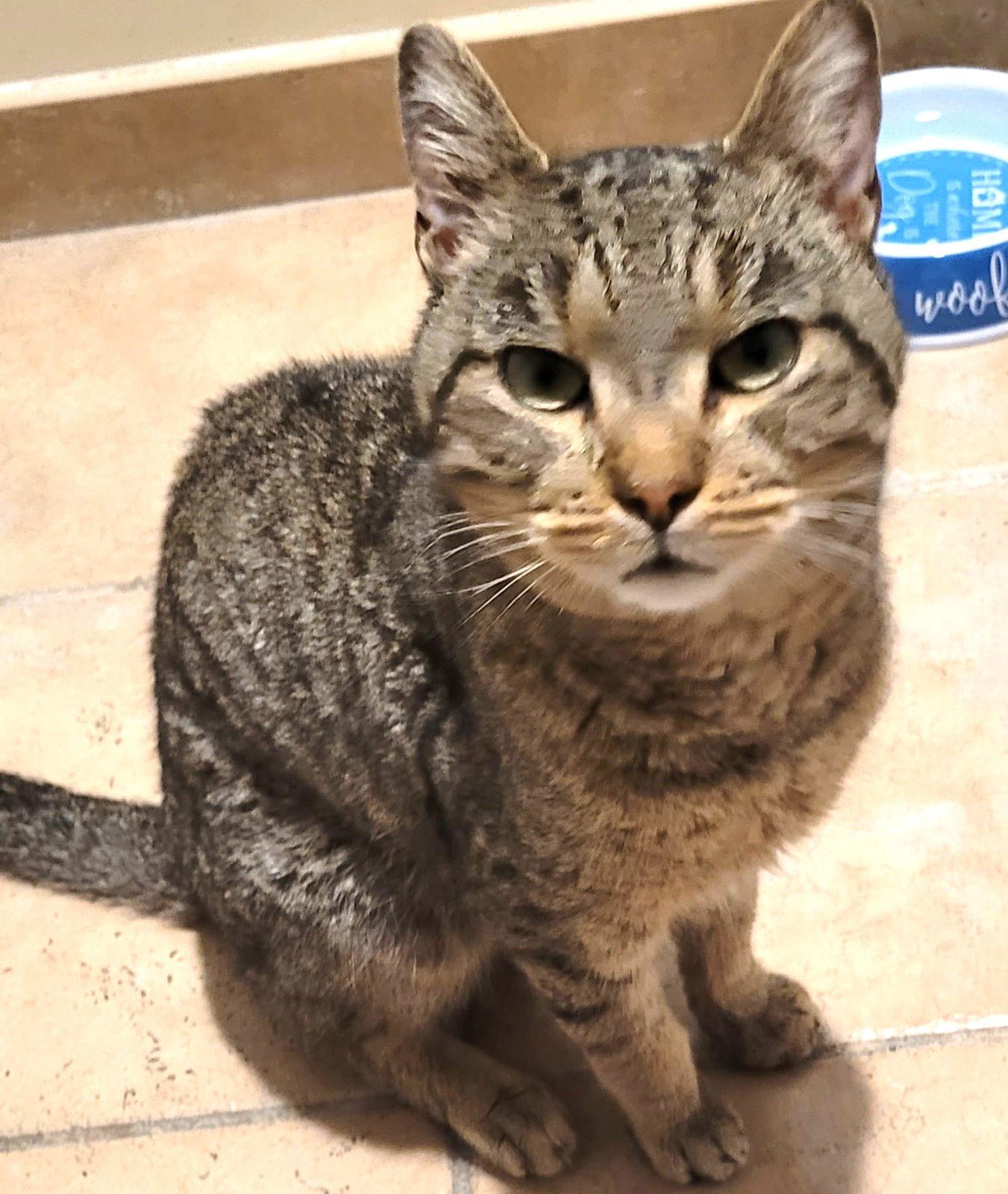 Miles (FIV+)