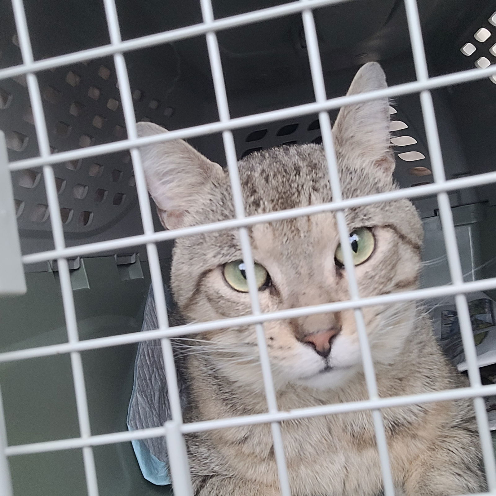 Miles (FIV+)