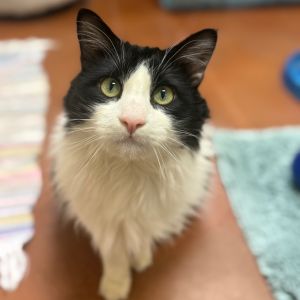 Hi there My name is Rango and Im at the Santa Maria Campus Im a 2 year old male domestic