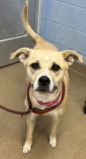 Leslie - IN FOSTER Mixed Breed Dog
