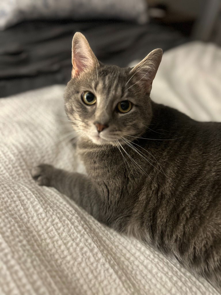 Benji