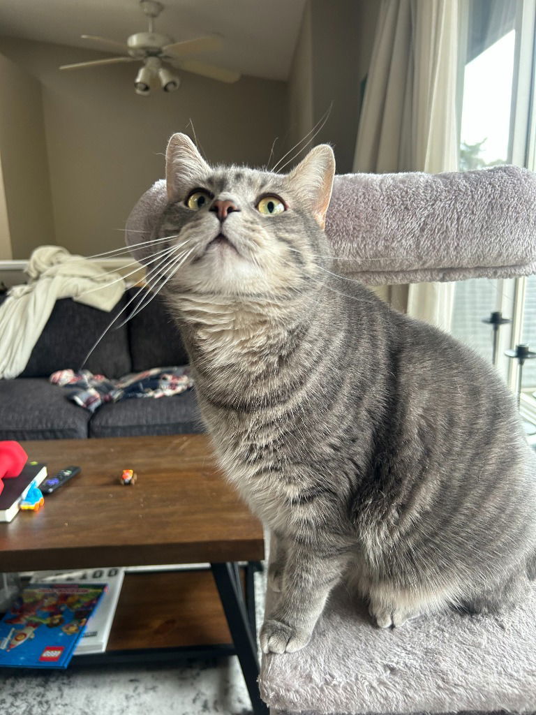Benji