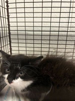 Raccoon Domestic Long Hair Cat