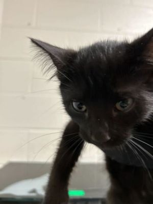 Remi Domestic Short Hair Cat