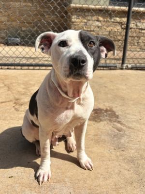 Meet Cleffa This sweet girl is looking for the perfect home with lots of love She is sweet and soc
