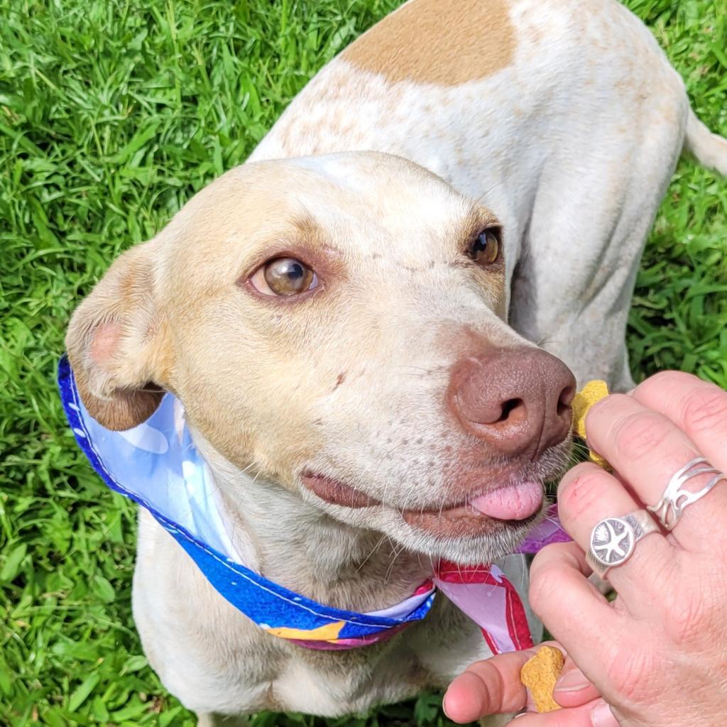 Flint, an adoptable Mixed Breed in Volcano, HI, 96785 | Photo Image 5