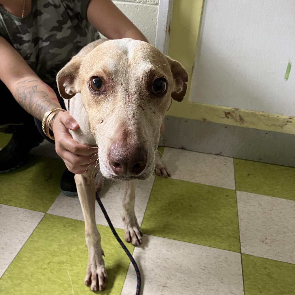 Flint, an adoptable Mixed Breed in Volcano, HI, 96785 | Photo Image 6