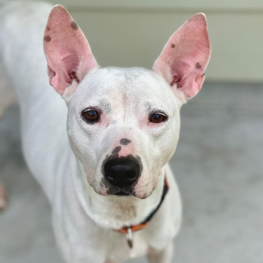 Plumeria, an adoptable Mixed Breed in Volcano, HI, 96785 | Photo Image 1