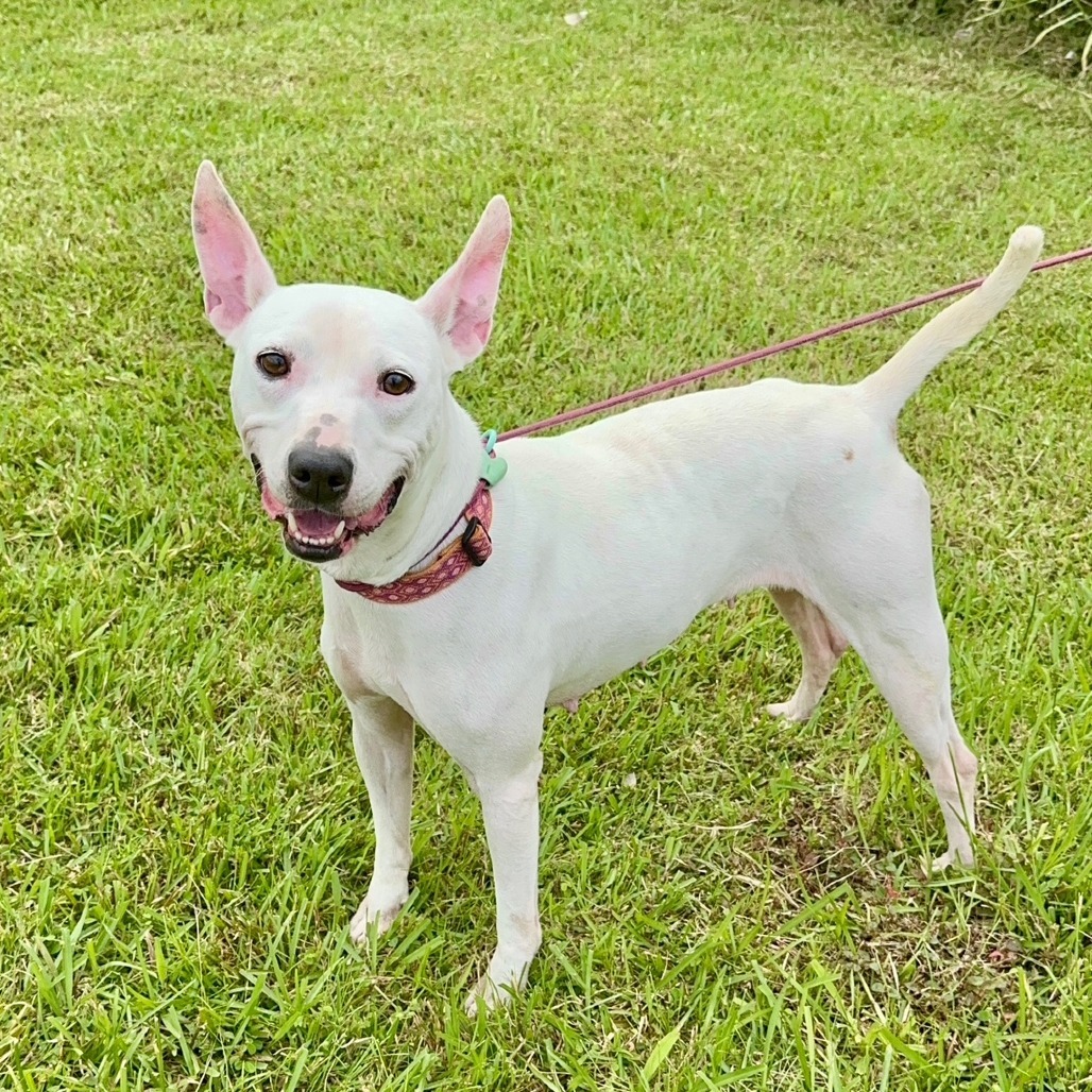 Plumeria, an adoptable Mixed Breed in Volcano, HI, 96785 | Photo Image 2