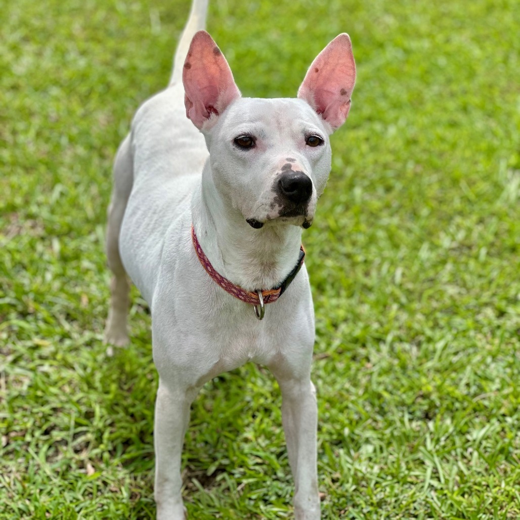 Plumeria, an adoptable Mixed Breed in Volcano, HI, 96785 | Photo Image 3