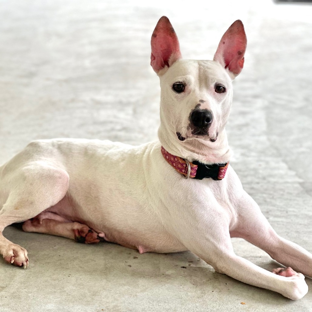 Plumeria, an adoptable Mixed Breed in Volcano, HI, 96785 | Photo Image 4