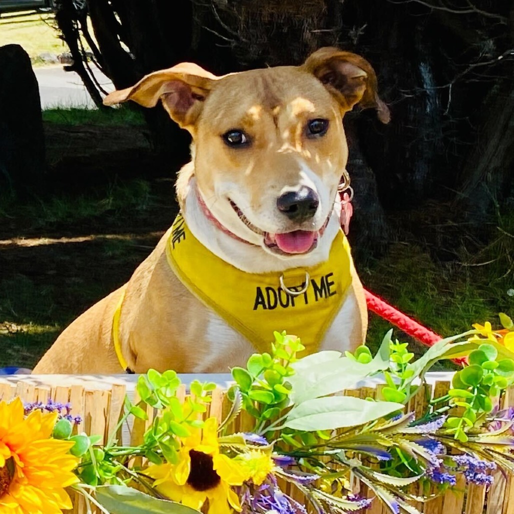 Mazzie, an adoptable Catahoula Leopard Dog, Mixed Breed in Volcano, HI, 96785 | Photo Image 1