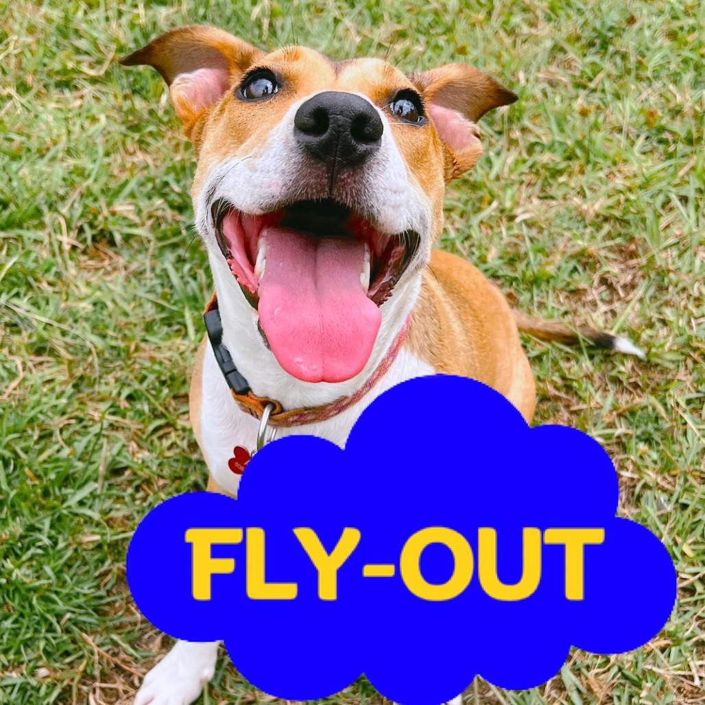 Mazzie, an adoptable Catahoula Leopard Dog, Mixed Breed in Volcano, HI, 96785 | Photo Image 1