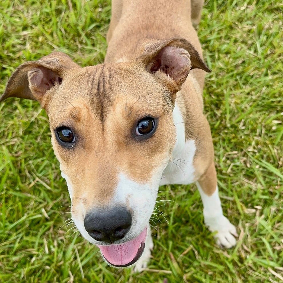 Mazzie