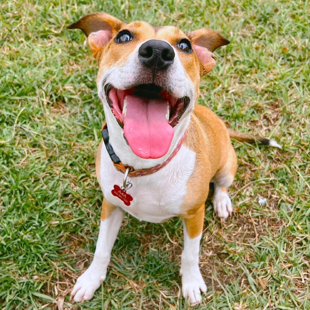 Mazzie, an adoptable Catahoula Leopard Dog, Mixed Breed in Volcano, HI, 96785 | Photo Image 3