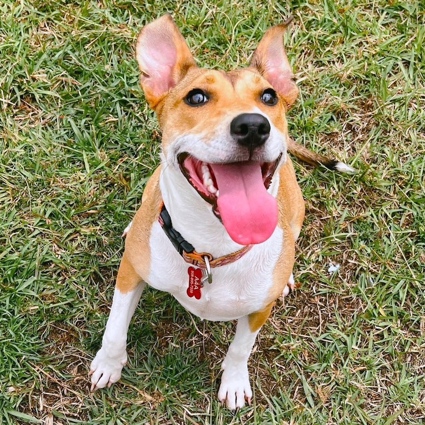 Mazzie, an adoptable Catahoula Leopard Dog, Mixed Breed in Volcano, HI, 96785 | Photo Image 4
