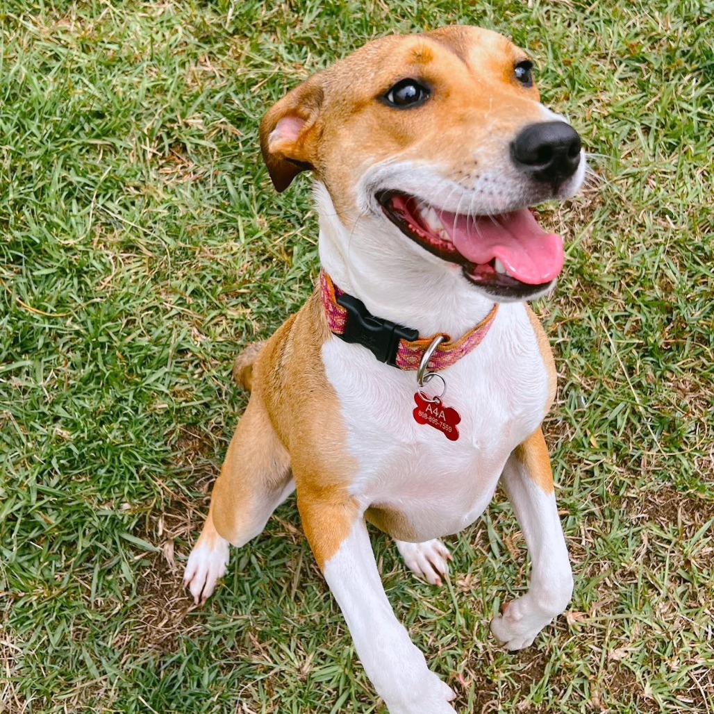 Mazzie, an adoptable Catahoula Leopard Dog, Mixed Breed in Volcano, HI, 96785 | Photo Image 5