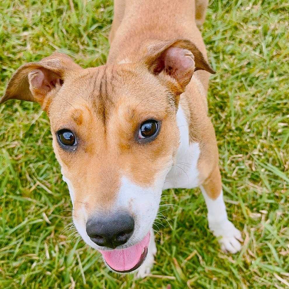 Mazzie, an adoptable Catahoula Leopard Dog, Mixed Breed in Volcano, HI, 96785 | Photo Image 6