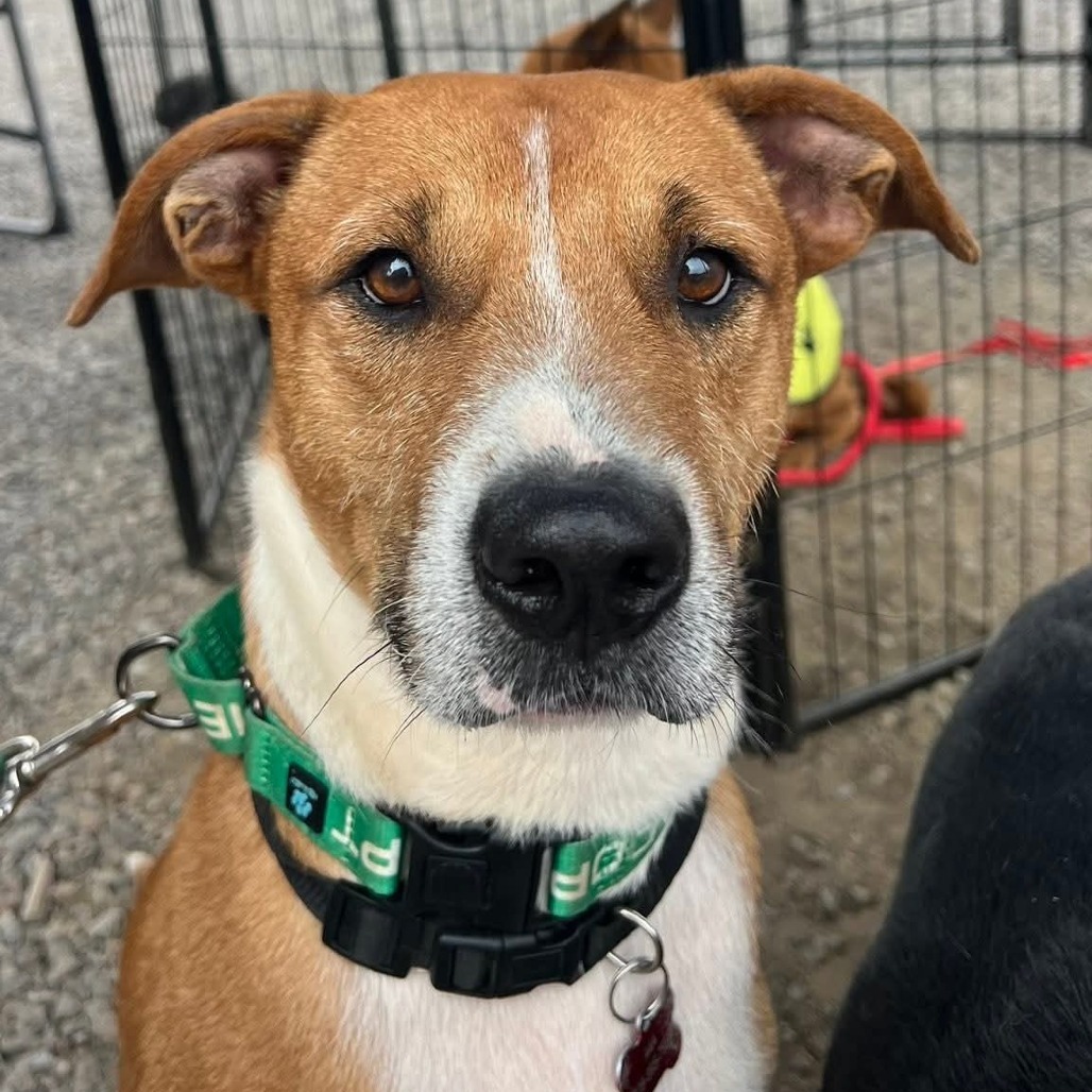Petey, an adoptable Catahoula Leopard Dog, Mixed Breed in Volcano, HI, 96785 | Photo Image 1
