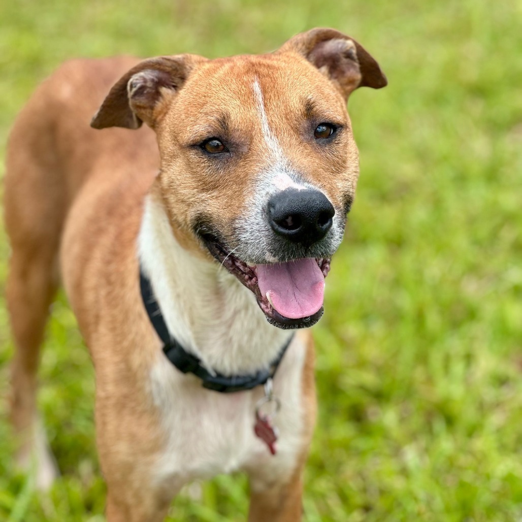 Petey, an adoptable Catahoula Leopard Dog, Mixed Breed in Volcano, HI, 96785 | Photo Image 2